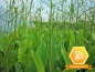 Mobile Preview: Alisma plantago - Froschlöffel mit Logo bienenfreundlich